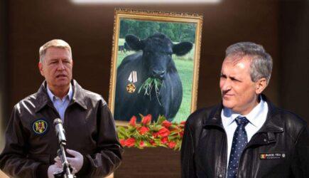 Vaca din care s-a făcut geaca de piele a lui Vela, decorată post-mortem de Iohannis